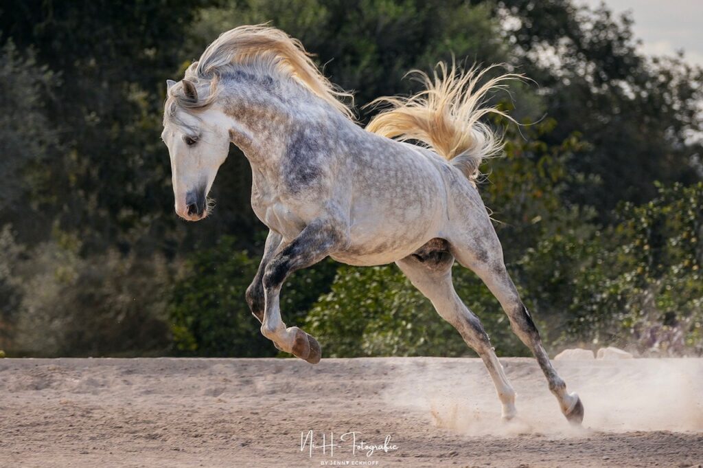 Luz y Caballos