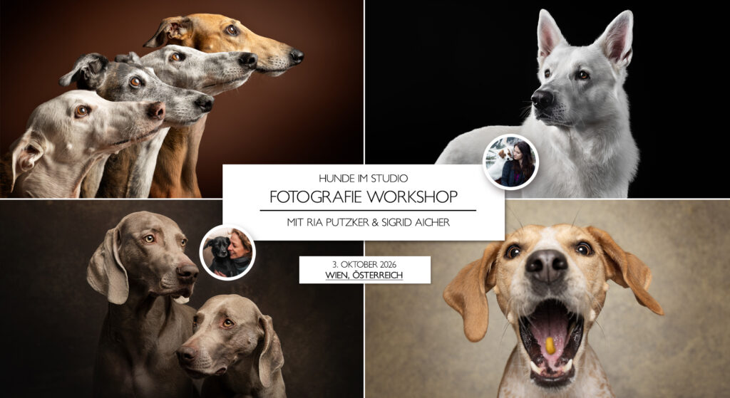 Hunde im Studio Workshop - Wien