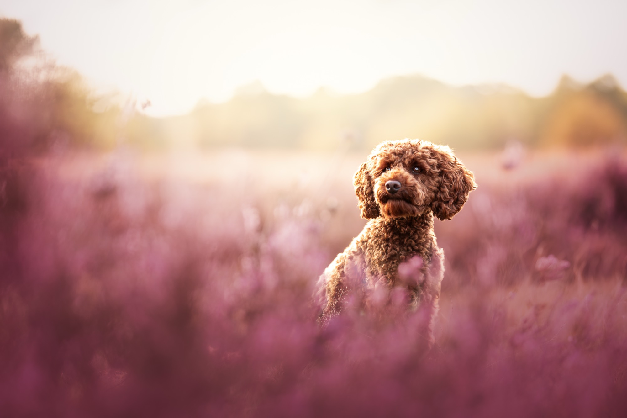 Pferde- und Hundefotografie Workshop in der Heide